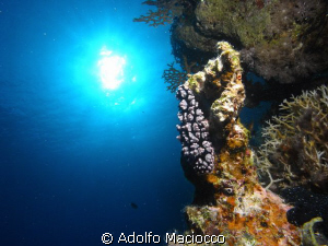 Wart slug @ Ras mohamed by Adolfo Maciocco 
